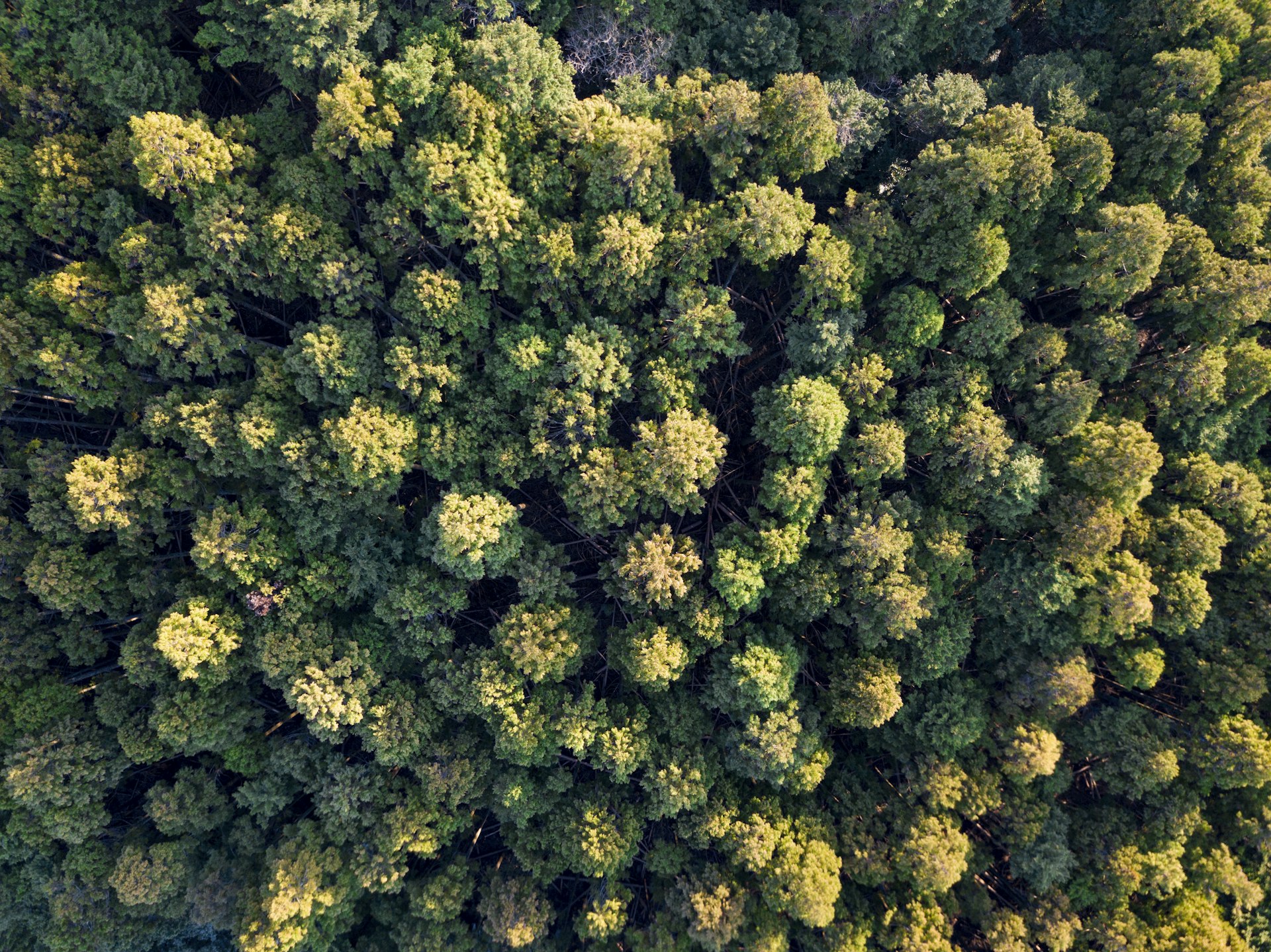 Aerial view of Tadoba forest with golden morning mist and dense green canopy