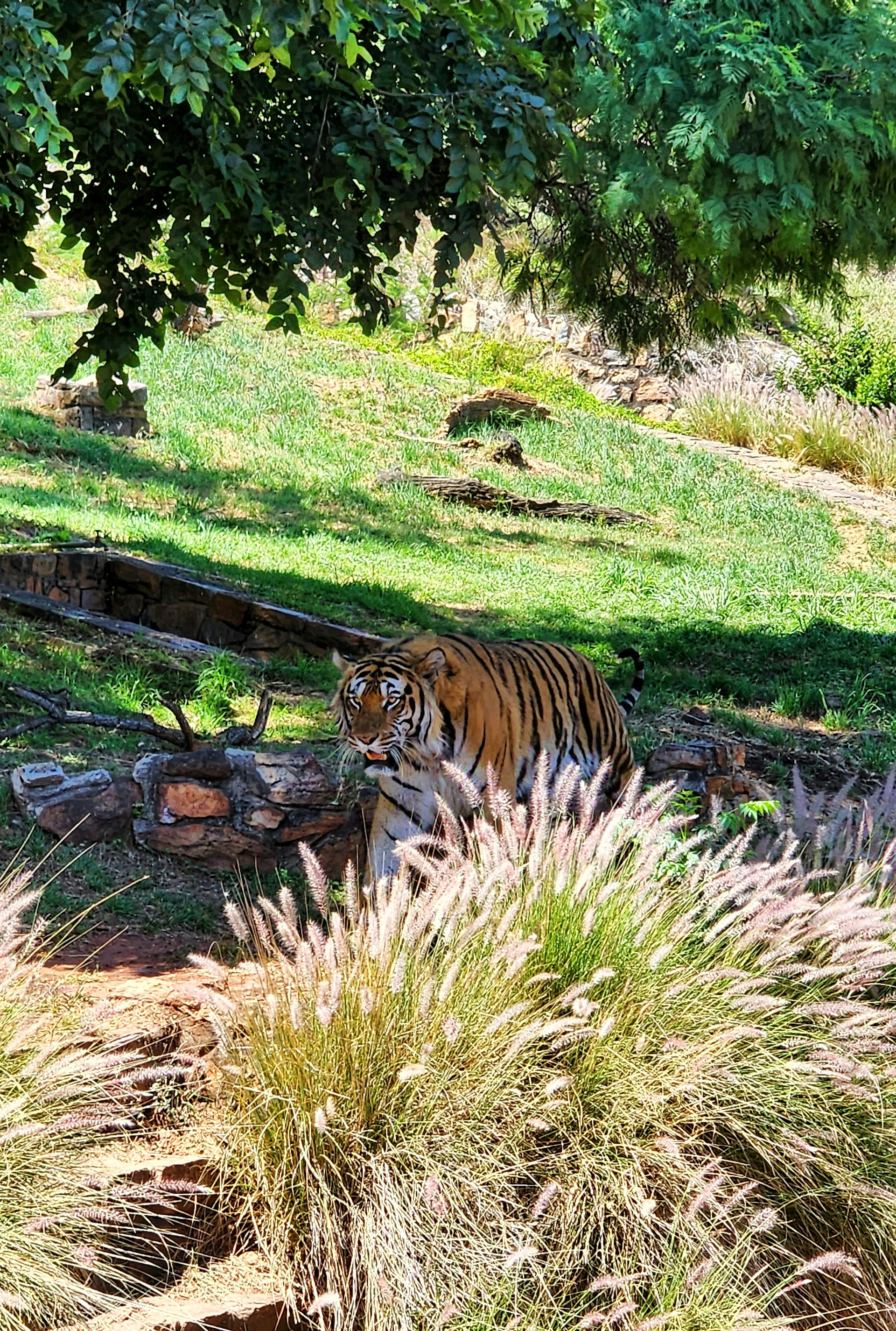 Majestic tiger walking through golden grass in natural habitat